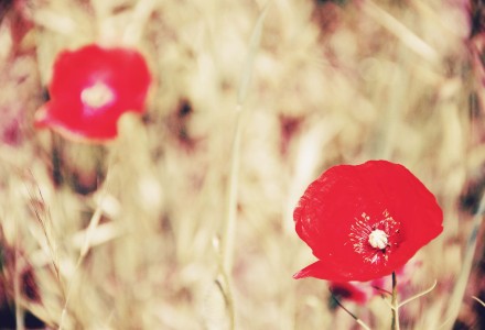 Day 197 - Poppies